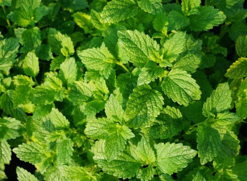 peppermint, 4k wallpaper, desktop backgrounds, plant, tea, drink, summer, garden, kitchen, cosmetics, active ingredient, free background, yummy, ingredient, mint, leaves, herbs, aroma, perfume, vegan, bio, wallpaper 4k, windows wallpaper, organic, background, mac wallpaper, cell, cook, wallpaper hd, preparation, cool backgrounds, hobby, growth, germany, nature, park, full hd wallpaper, cultivation, hd wallpaper, country, agriculture, farmer, sunny, free wallpaper, structure, design, 4k wallpaper 1920x1080, beautiful wallpaper, spring, fragrance, spa, beauty, beautiful, floral background, cellular, peppermint, peppermint, laptop wallpaper, peppermint, peppermint, peppermint, mint