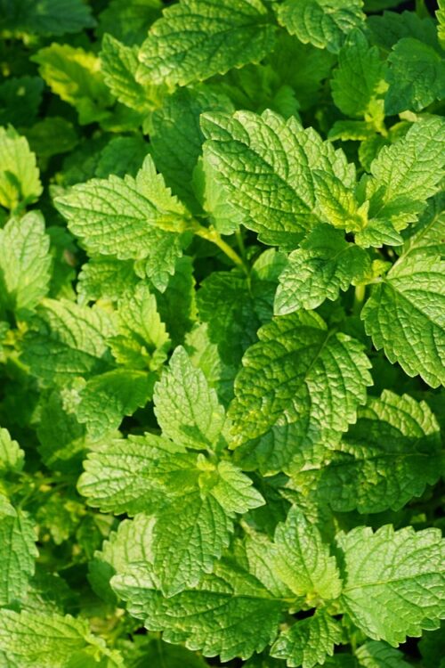 peppermint, 4k wallpaper, desktop backgrounds, plant, tea, drink, summer, garden, kitchen, cosmetics, active ingredient, free background, yummy, ingredient, mint, leaves, herbs, aroma, perfume, vegan, bio, wallpaper 4k, windows wallpaper, organic, background, mac wallpaper, cell, cook, wallpaper hd, preparation, cool backgrounds, hobby, growth, germany, nature, park, full hd wallpaper, cultivation, hd wallpaper, country, agriculture, farmer, sunny, free wallpaper, structure, design, 4k wallpaper 1920x1080, beautiful wallpaper, spring, fragrance, spa, beauty, beautiful, floral background, cellular, peppermint, peppermint, laptop wallpaper, peppermint, peppermint, peppermint, mint